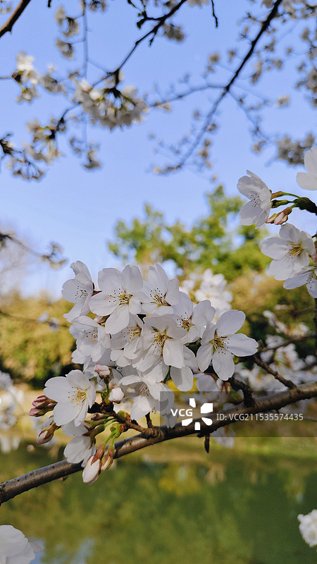 白色樱花 特写 阳光下 湖岸边 武汉东湖图片素材