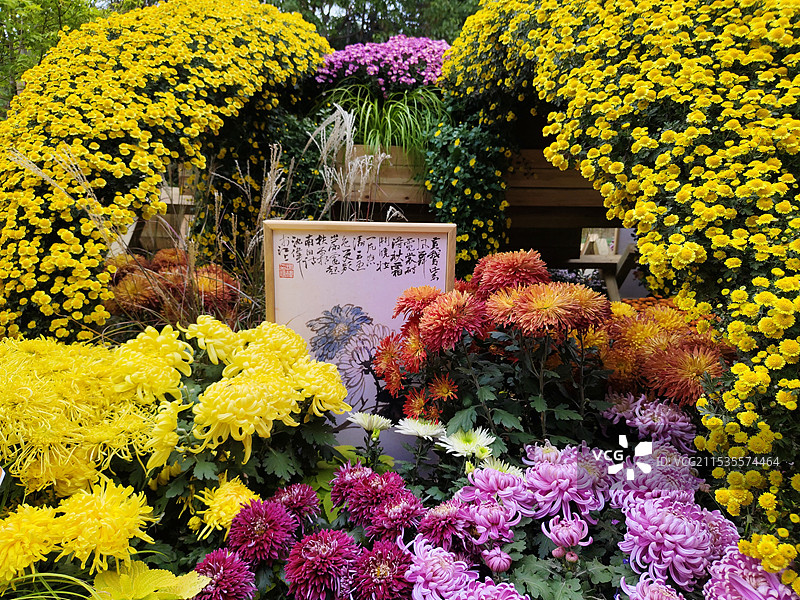 武汉沙湖公园 金秋菊花展图片素材