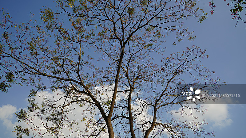 广西南宁八桂田园图片素材