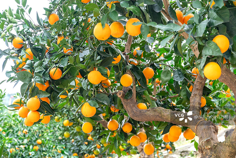 成熟的橙子挂满枝头图片素材