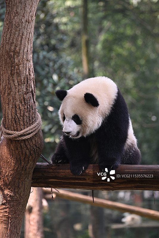 大熊猫图片素材