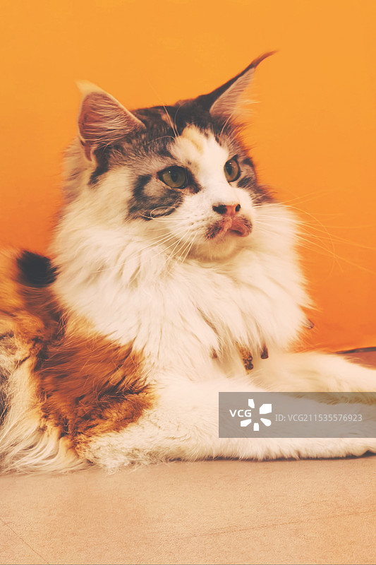 猫坐在地板上的特写镜头图片素材