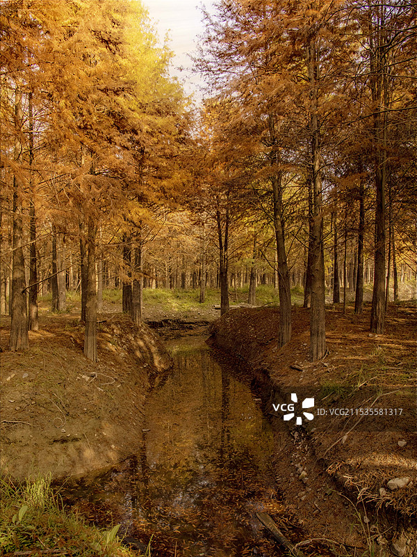 上海共青森林公园的秋天图片素材