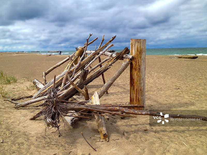 湖边的枯木图片素材