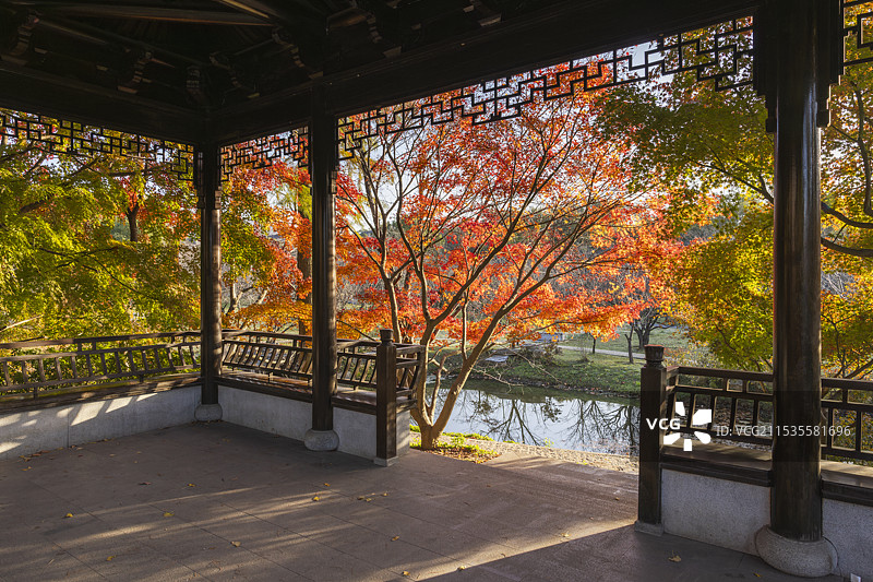 南京明孝陵胭脂雪亭枫叶图片素材