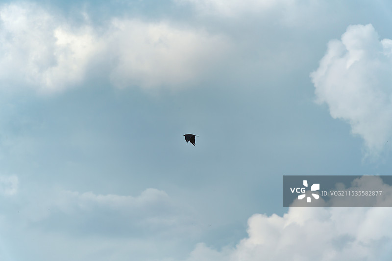 那拉提的天空与乌鸦图片素材