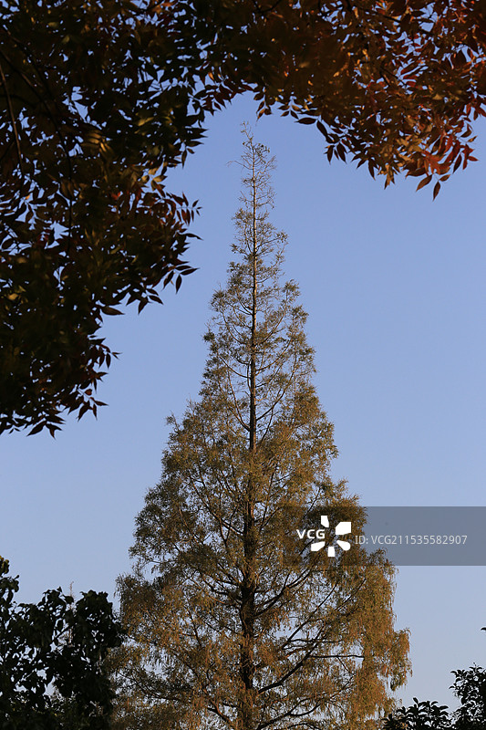 桂林公园的落羽杉图片素材