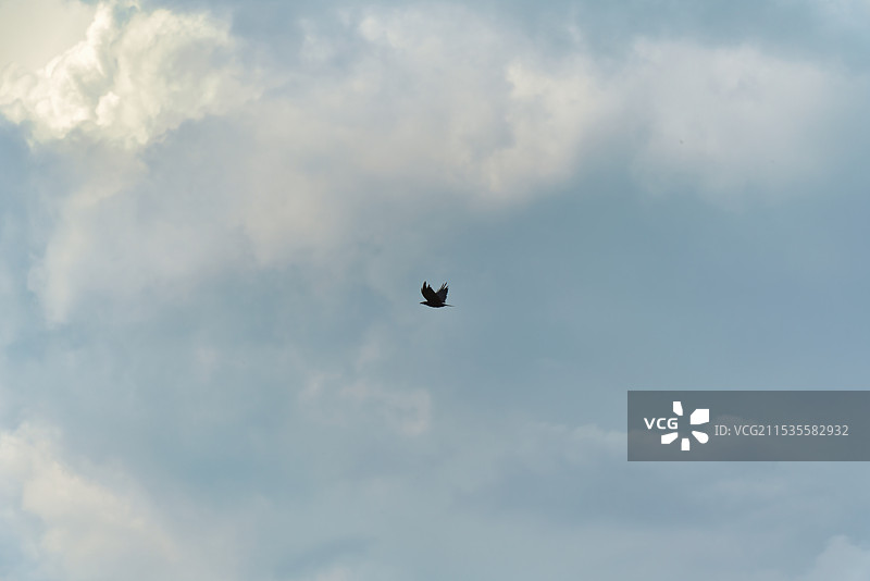 那拉提的天空之乌鸦图片素材