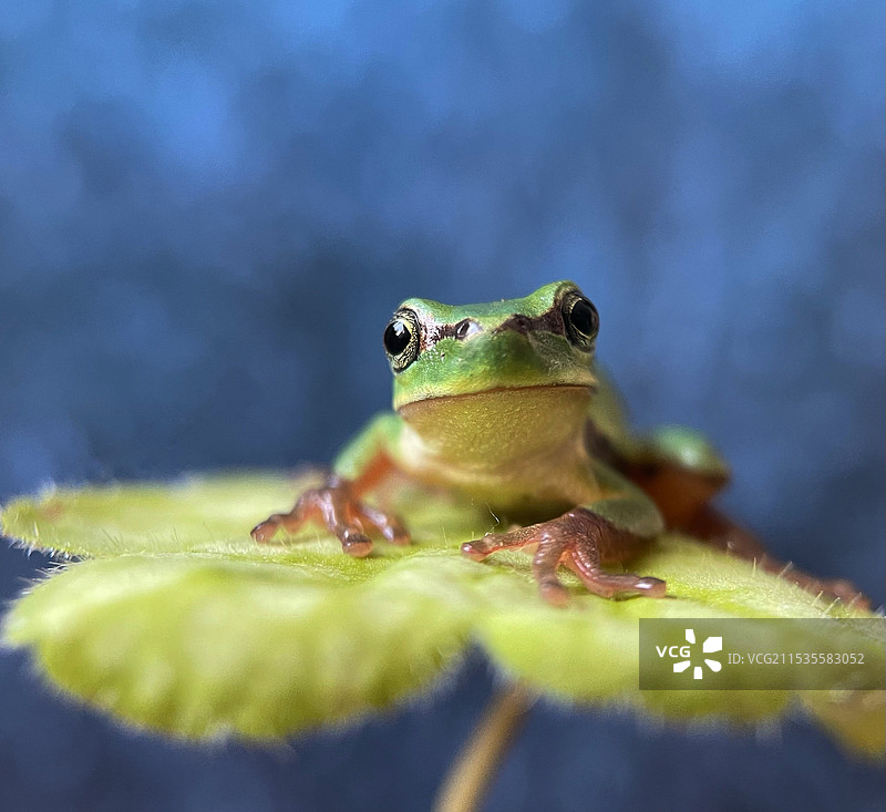 小青蛙图片素材