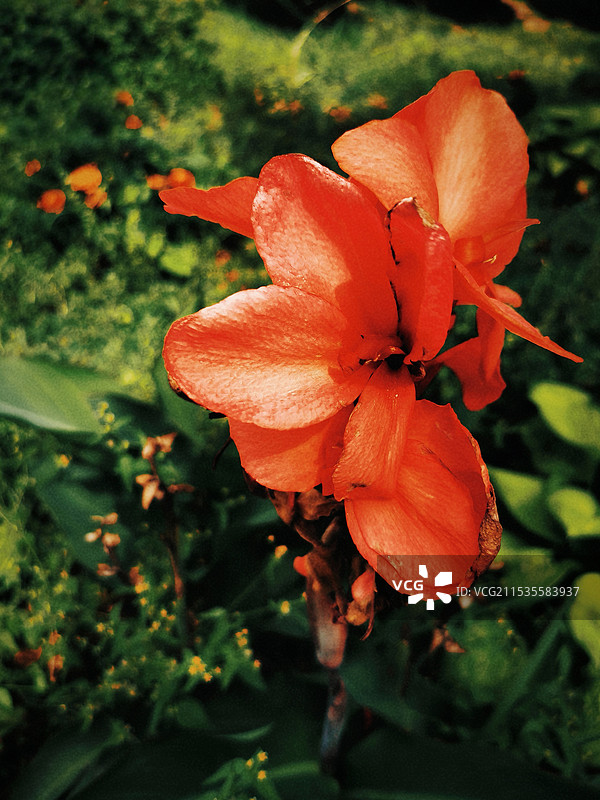 画意美人蕉图片素材