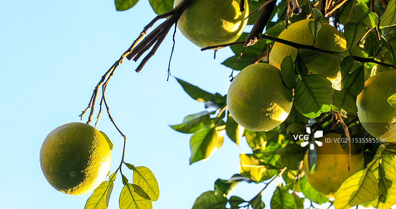 金黄的柚子挂满枝头图片素材