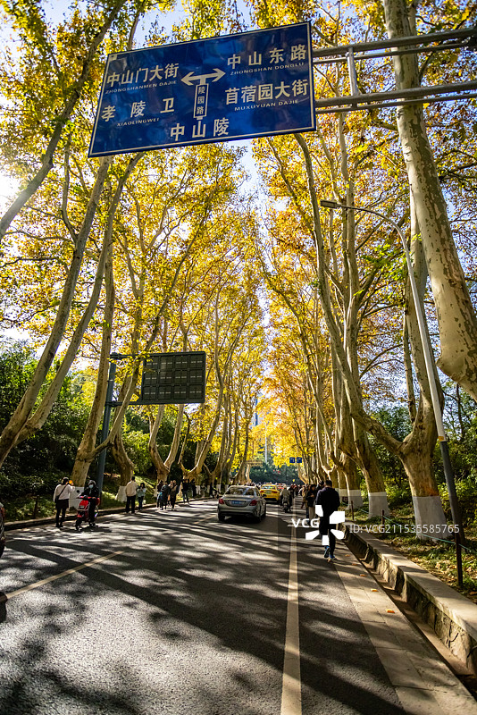 南京梧桐路的秋天图片素材