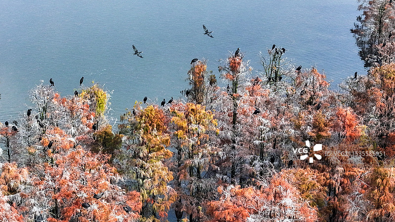 水上森林鸬鹚飞，航拍于安徽省来安县池杉湖湿地公园图片素材