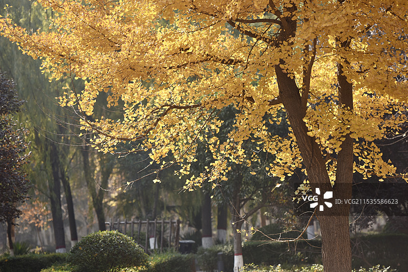 初冬时节·郑州古树苑图片素材