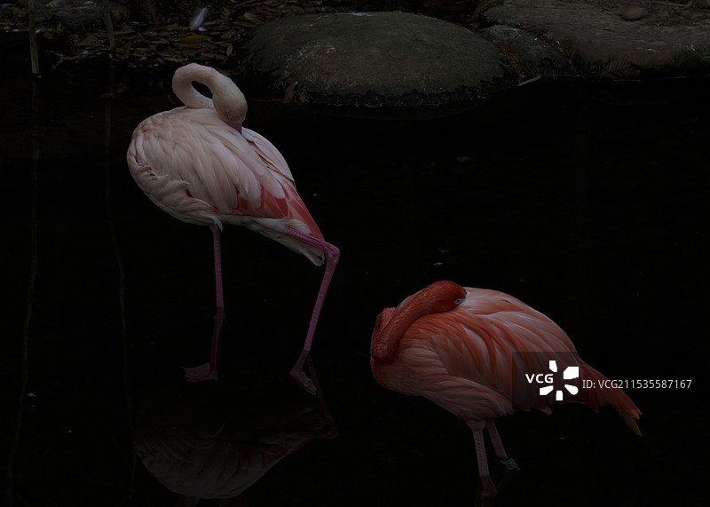 大长腿儿图片素材