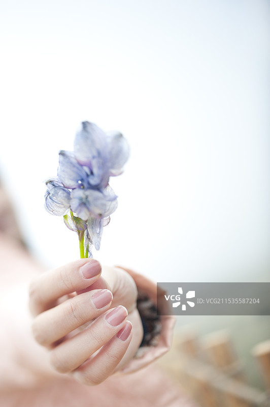 一只女性的手拿着花朵的特写图片素材