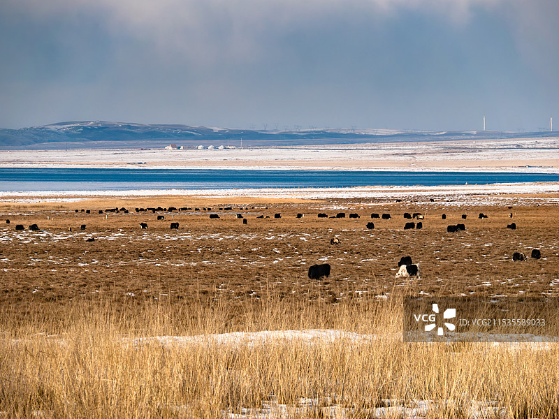 青海湖冬季牧场图片素材
