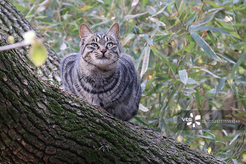 蹲在树干上的猫咪图片素材