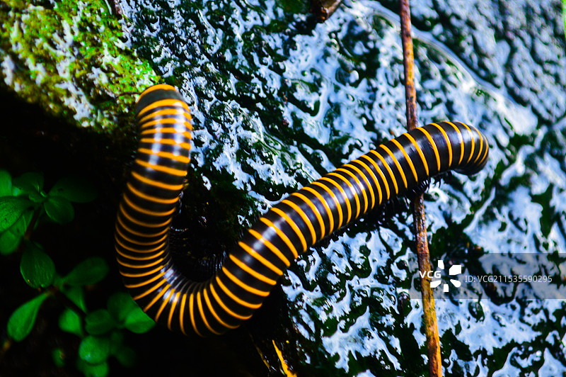 千足虫图片素材