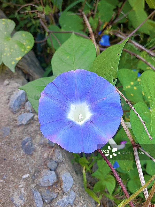 蓝色喇叭花图片素材