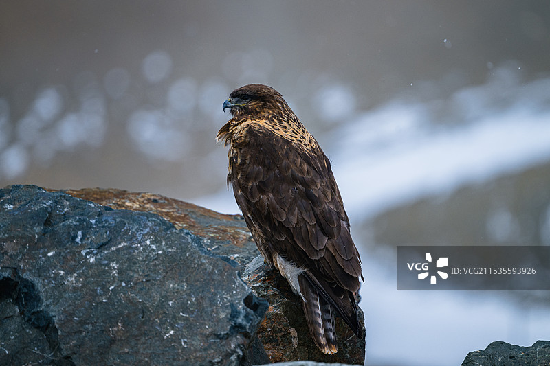 生活在阿里地区的鹰隼图片素材