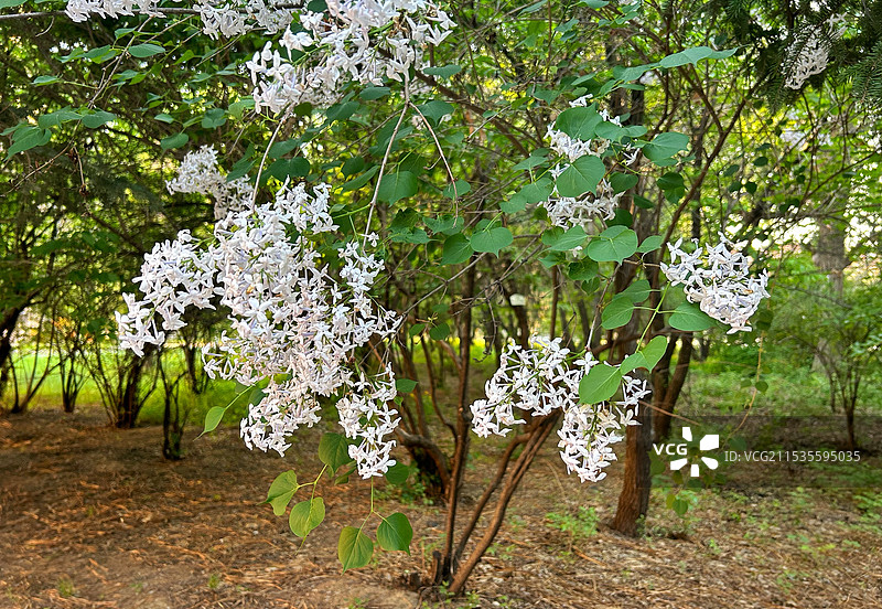 白色丁香花图片素材