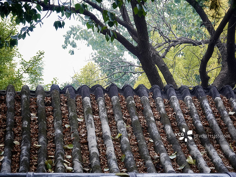 落木萧萧惊岁晚图片素材