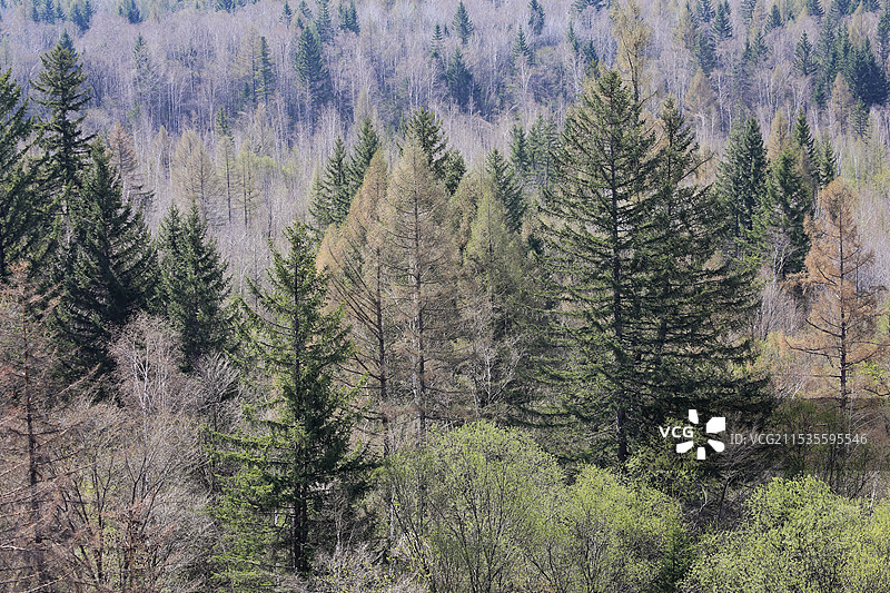 长白山老黑河抗联密营图片素材