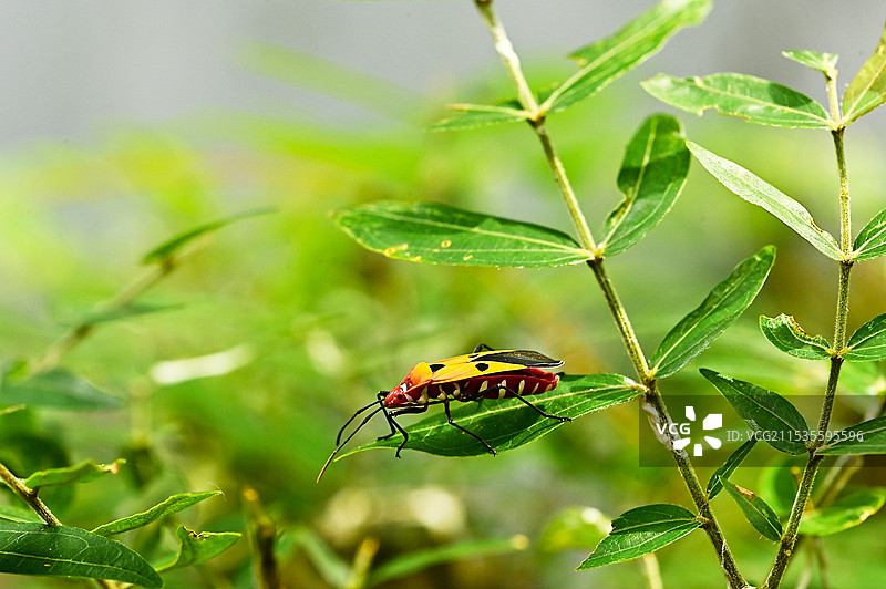 雨后树叶上爬行的红黑相间昆虫红蝽图片素材