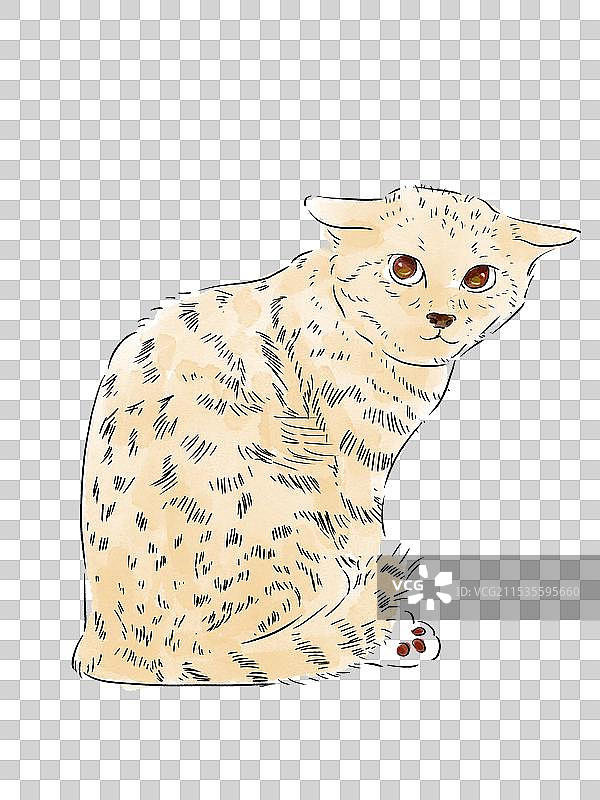 一只猫图片素材