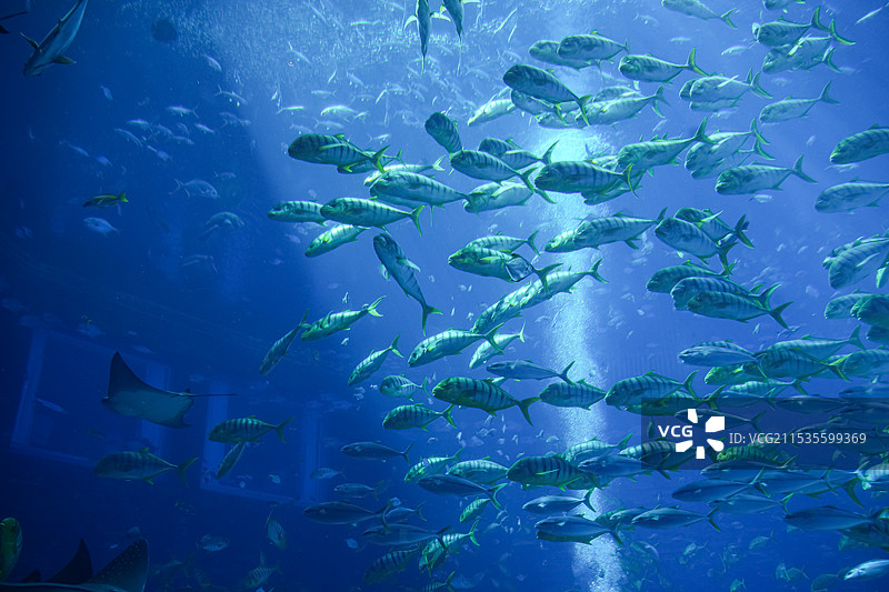 海族馆图片素材