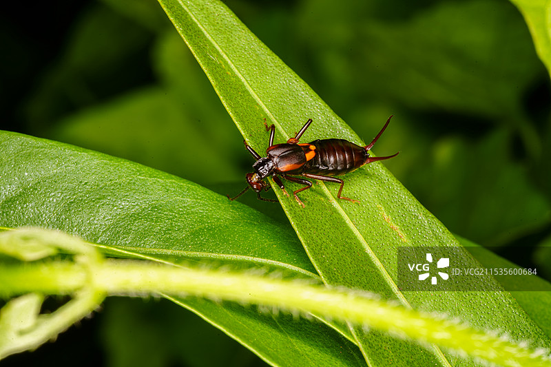 叶片上的蠼螋图片素材