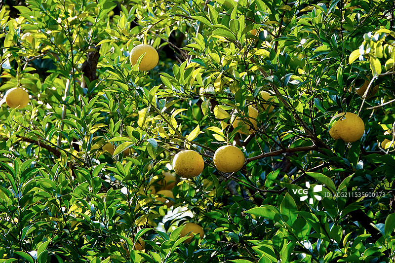 秋日桔子树图片素材