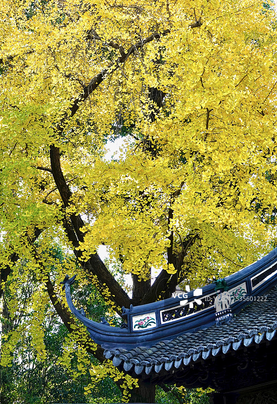 上海桂林公园秋日银杏图片素材