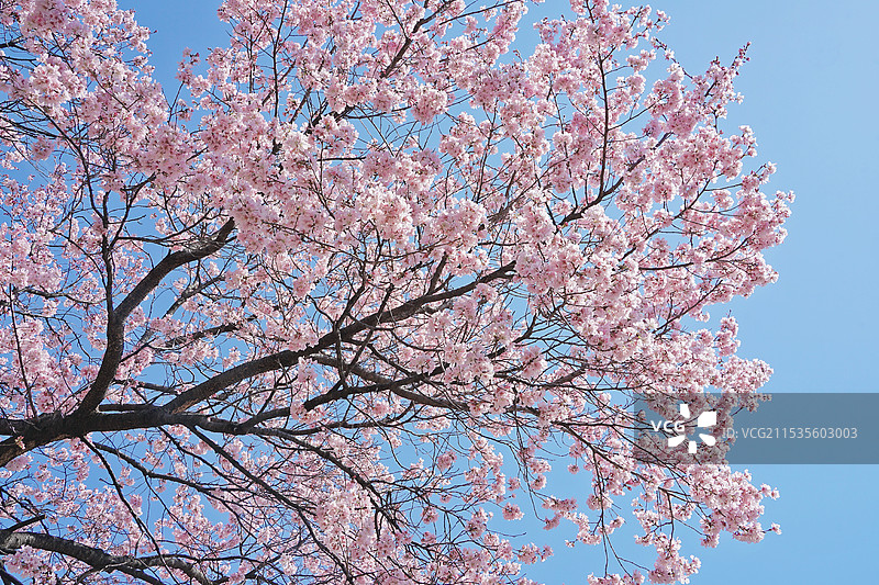 日本东京，新宿御苑，樱花图片素材
