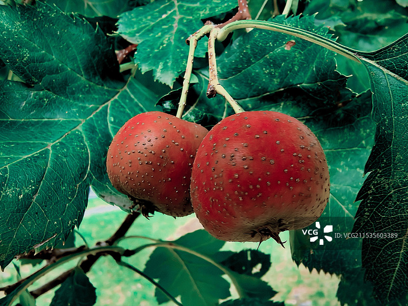 山楂红了图片素材