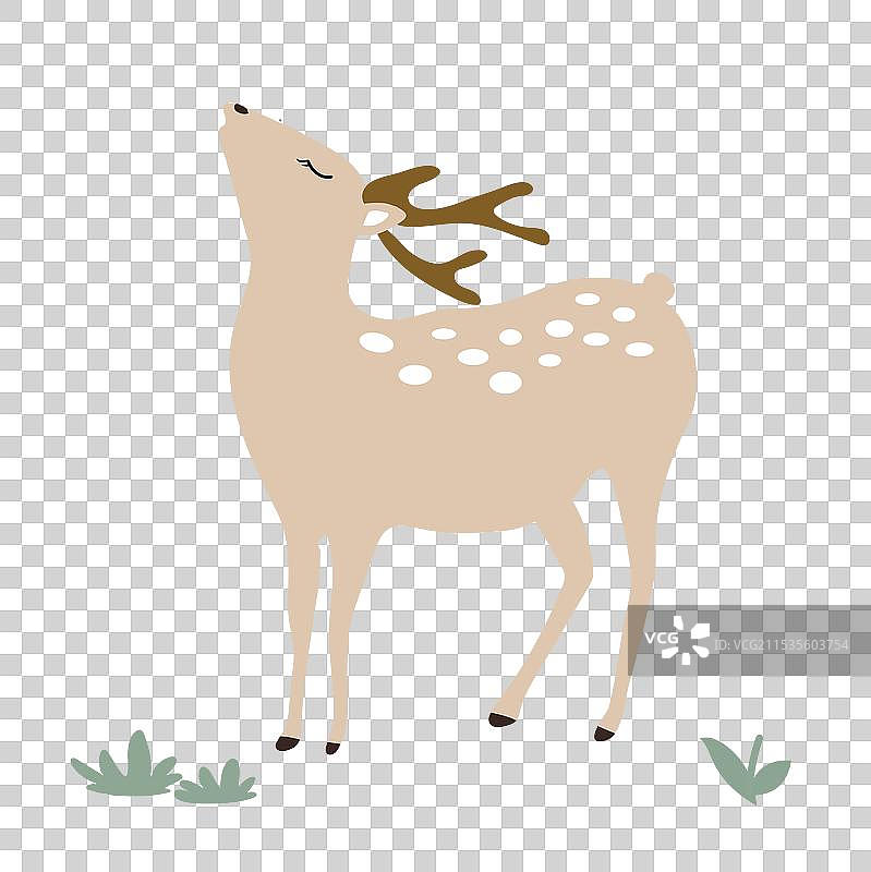 抬头梅花鹿图片素材