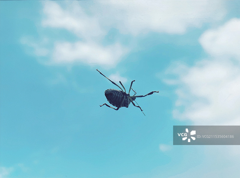 昆虫特写图片素材