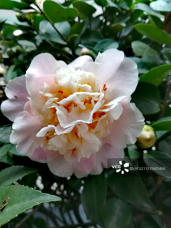 茶花图片素材