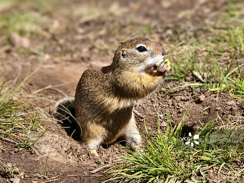 春坤山小鼠图片素材