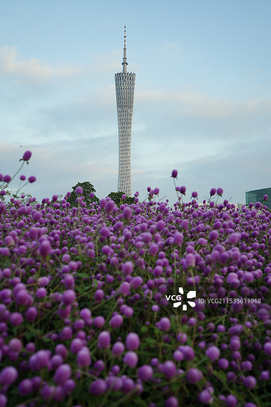 广州塔下属于紫色的浪漫图片素材