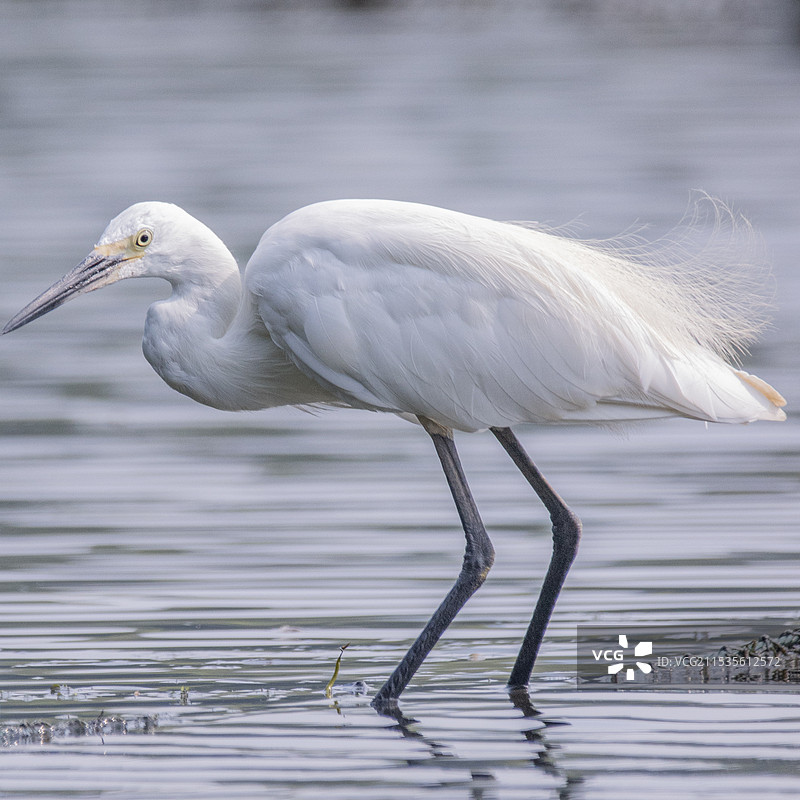白鹭姿态图片素材