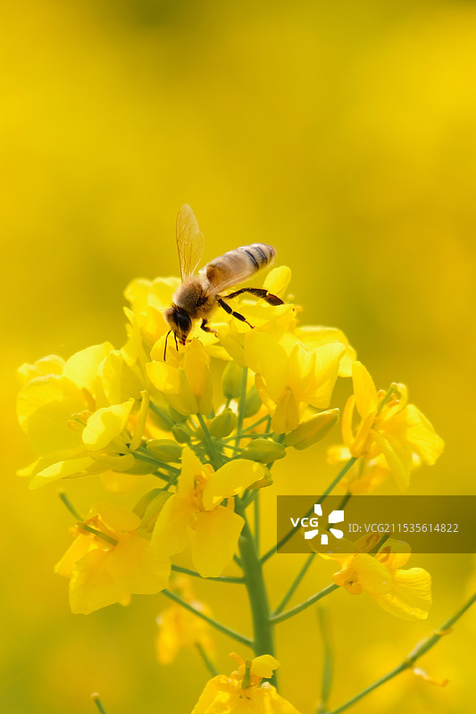 春天里的油菜花田和勤劳的小蜜蜂图片素材