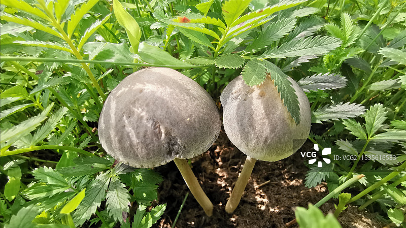 野蘑菇图片素材