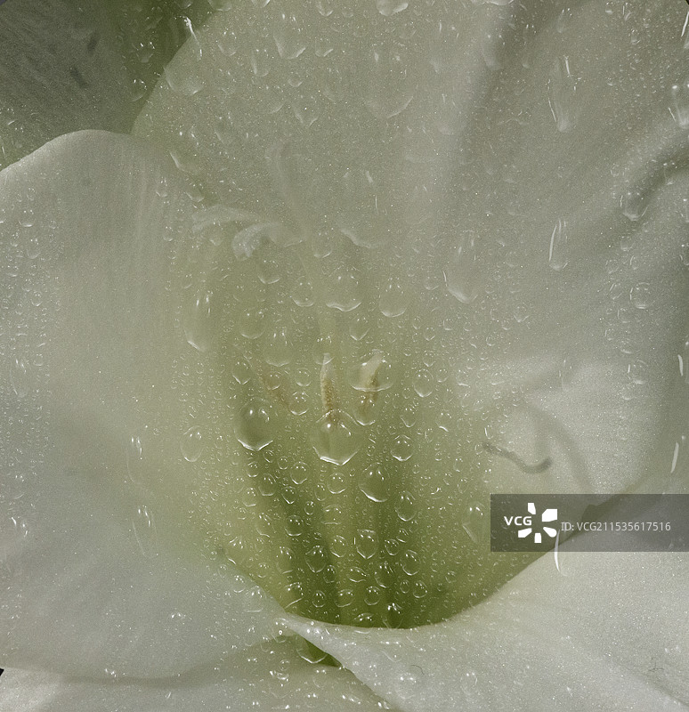 花卉特写，百合花局部，水滴图片素材
