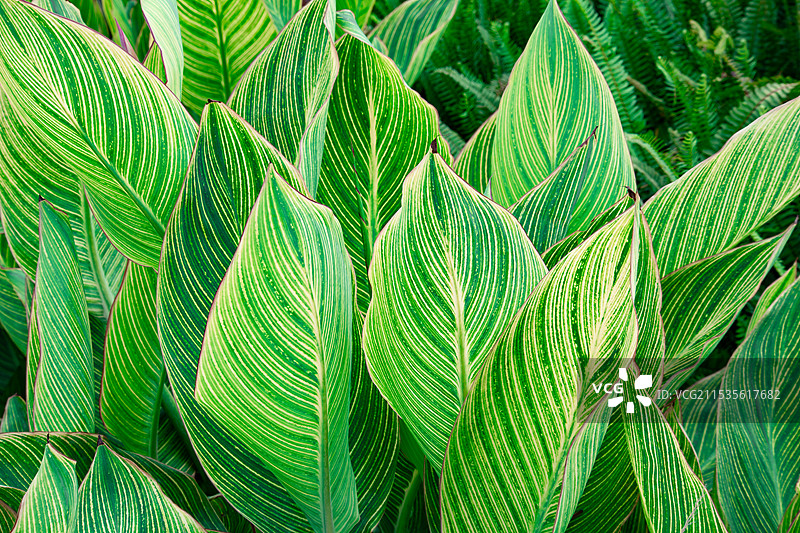 金脉美人蕉图片素材