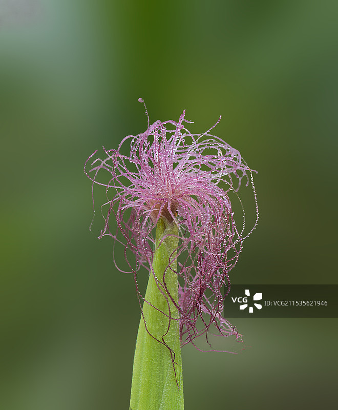 植物特写，玉米的雄蕊图片素材