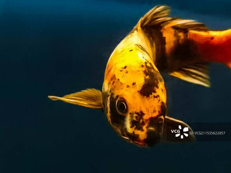 锦鲤来了图片素材