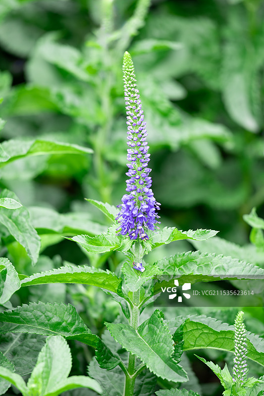穗花具有叶形美观、花期长、观赏价值高、抗逆境能力强、耐寒性强等特点，能广泛应用于园林之中。图片素材