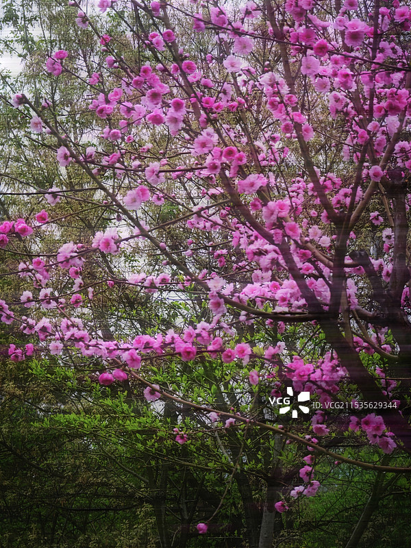 春季粉红色花特写图片素材